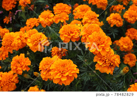 Marigold flowers background 78482829
