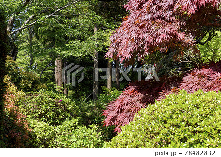 千葉県 日本寺 春もみじ 千葉県 日本寺 春もみじ 78482832