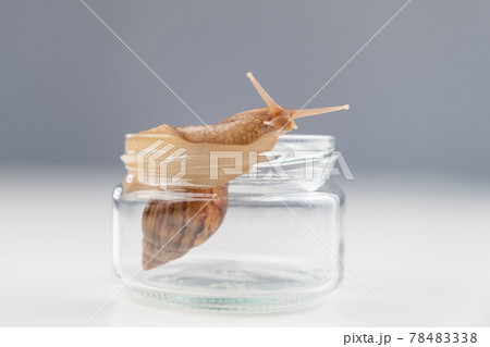 Close-up of a snail crawling on an empty glass jar on a white background. The use of shellfish in cosmetology. 78483338