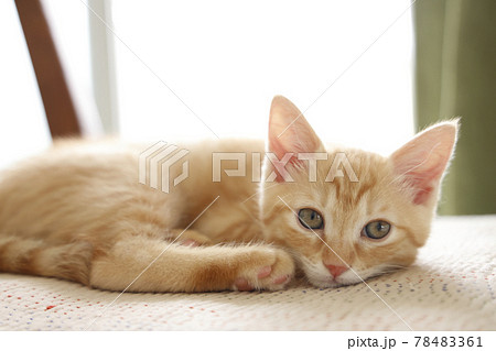 ねこちゃん親子の日常風景 ねこちゃん親子の日常風景 78483361