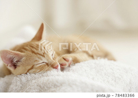 ねこちゃん親子の日常風景 78483366