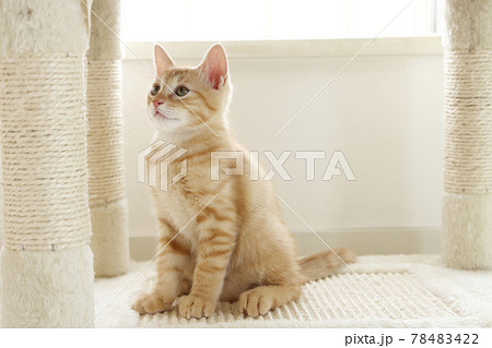 ねこちゃん親子の日常風景 78483422