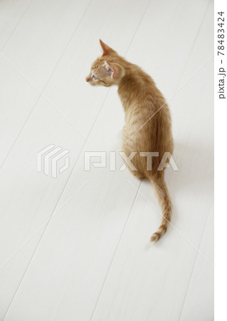 ねこちゃん親子の日常風景 ねこちゃん親子の日常風景 78483424