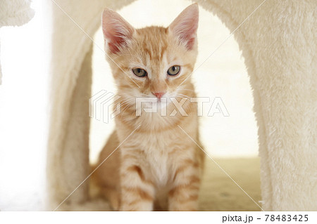 ねこちゃん親子の日常風景 ねこちゃん親子の日常風景 78483425
