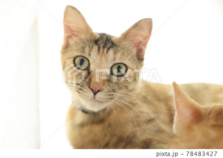 ねこちゃん親子の日常風景 ねこちゃん親子の日常風景 78483427