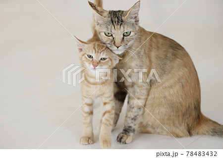 ねこちゃん親子の日常風景 ねこちゃん親子の日常風景 78483432