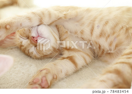ねこちゃん親子の日常風景 78483454