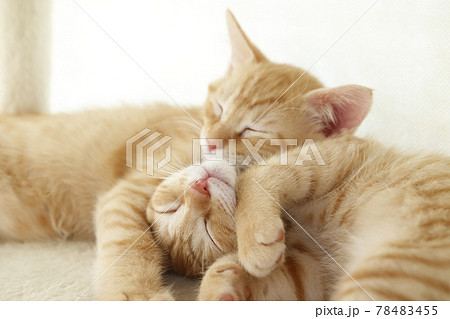 ねこちゃん親子の日常風景 78483455