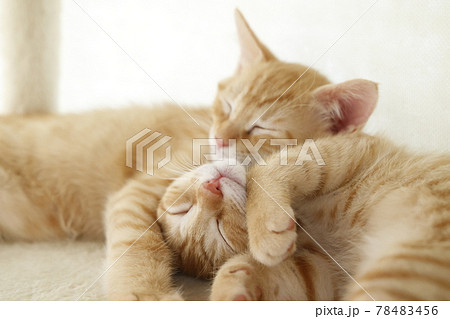 ねこちゃん親子の日常風景 78483456