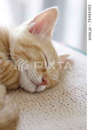 ねこちゃん親子の日常風景 78483463