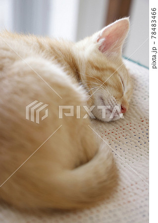 ねこちゃん親子の日常風景 ねこちゃん親子の日常風景 78483466