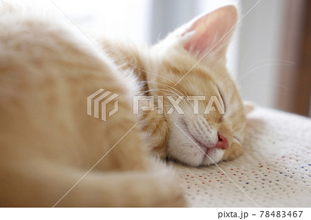 ねこちゃん親子の日常風景 ねこちゃん親子の日常風景 78483467