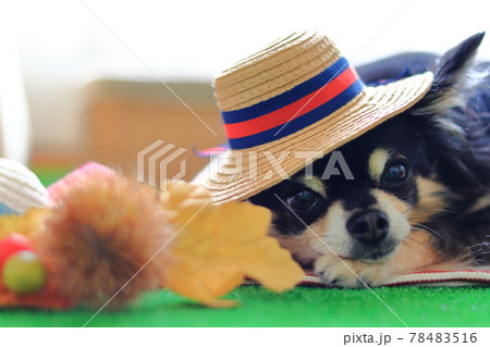 麦わら帽子を被るチワワ 犬の写真素材