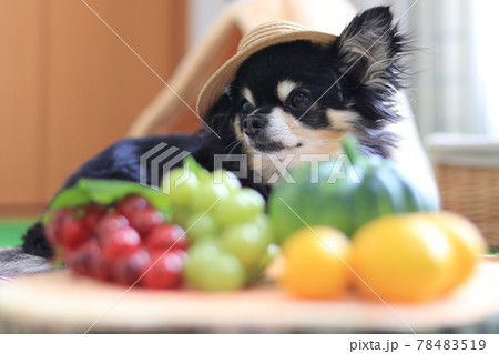 麦わら帽子を被るチワワ 犬 フルーツと野菜 麦わら帽子を被るチワワ 犬 フルーツと野菜 78483519