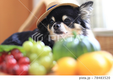 麦わら帽子を被るチワワ　犬　フルーツと野菜　 78483520