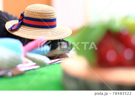 麦わら帽子を被るチワワ　犬　フルーツ 78483522