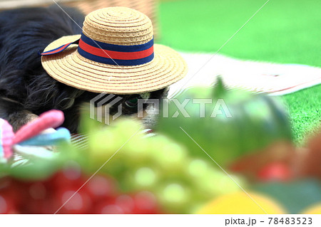 麦わら帽子を被るチワワ　犬　フルーツと野菜　 78483523