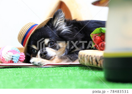 麦わら帽子を被るチワワとフルーツ　犬　 78483531