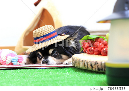 麦わら帽子を被るチワワとフルーツ 犬 の写真素材