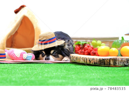 麦わら帽子を被るチワワとフルーツ　犬 78483535