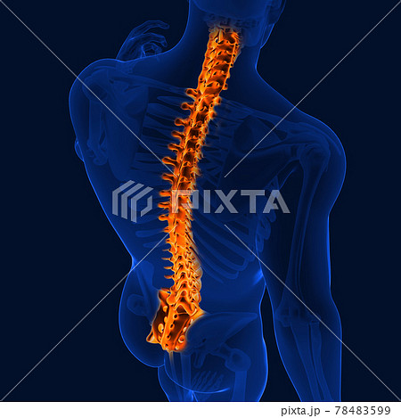 3D_Illustration_Back_bone_of_human_skeleton_medical_concept 3D_Illustration_Back_bone_of_human_skeleton_medical_concept 78483599