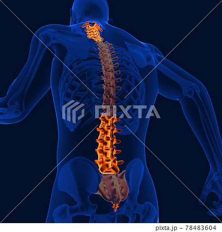 3D_Illustration_cervical_thoracic_lumbar_sacrum_coccyx_back_bone 78483604