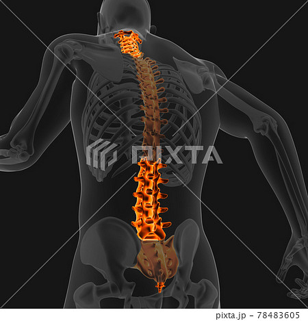3D_Illustration_cervical_thoracic_lumbar_sacrum_coccyx_back_bone 78483605