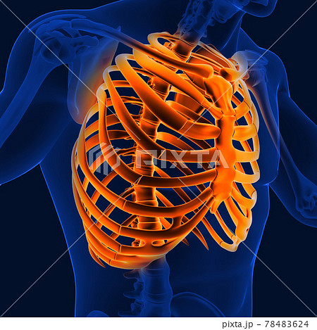 3D_Illustration_rib_or_thoracic_cage_human_skeleton_medical_concept 3D_Illustration_rib_or_thoracic_cage_human_skeleton_medical_concept 78483624