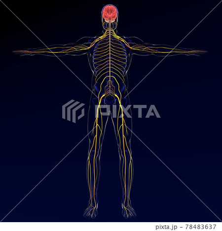 3d illustration brain with nervous system 3D render 78483637