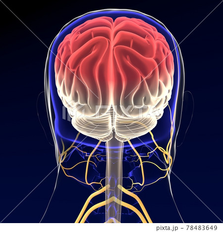3d illustration brain with nervous system 3D render 3d illustration brain with nervous system 3D render 78483649