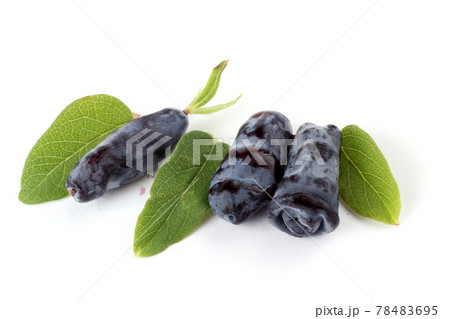 Honeyberries and leaves 78483695