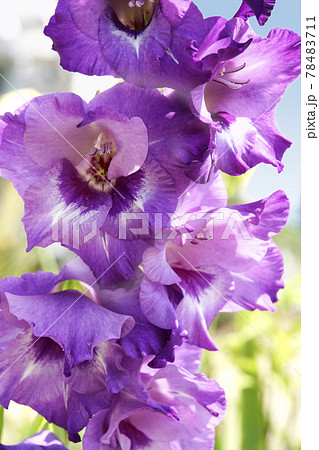 紫色のグラジオラスの花 78483711
