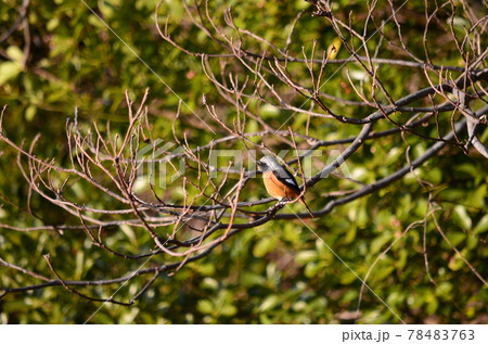 野鳥　ジョウビタキ　オス 78483763