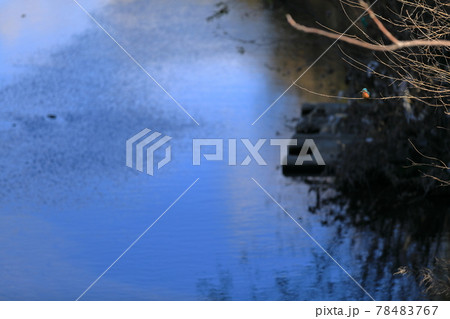 川が緩やかに流れる川縁の枯れた枝に佇むカワセミ 78483767