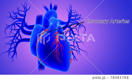 3d Illustration Human Heart Anatomy (Coronary Arteries) 3d Illustration Human Heart Anatomy (Coronary Arteries) 78483768