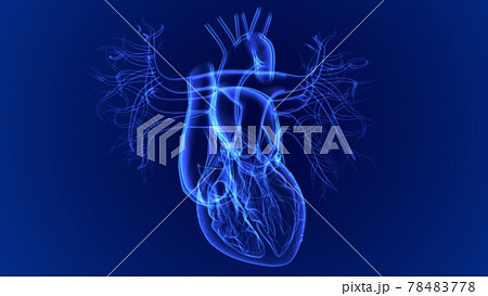 3d Illustration Human Heart Anatomy For Medical Concept 3d Illustration Human Heart Anatomy For Medical Concept 78483778