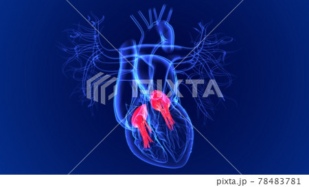 3d Illustration Human Heart Tricuspid and Bicuspid Valve For Medical Concept 3d Illustration Human Heart Tricuspid and Bicuspid Valve For Medical Concept 78483781