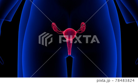 3d_illustration_female_reproductive_system 3d_illustration_female_reproductive_system 78483824