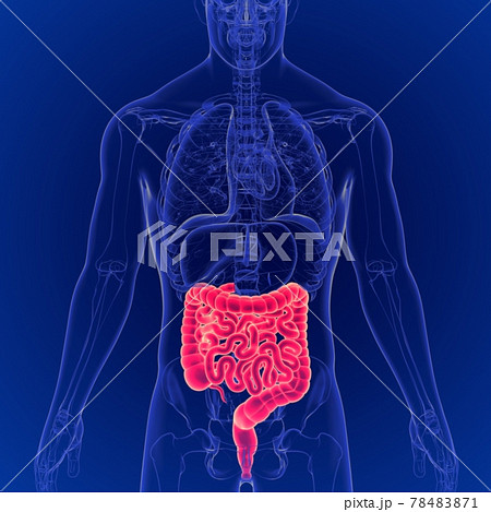 3D Illustration of Human Digestive System Large and Small Intestine Anatomy 78483871