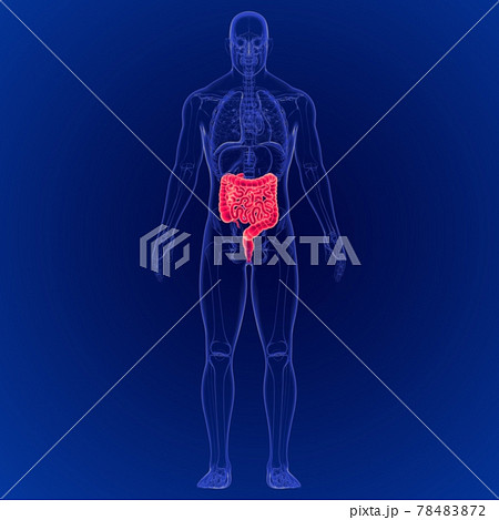 3D Illustration of Human Digestive System Large and Small Intestine Anatomy 78483872