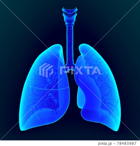 3d illustration human lungs anatomy 3d illustration human lungs anatomy 78483987