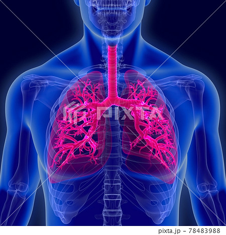3d illustration human lungs anatomy 3d illustration human lungs anatomy 78483988
