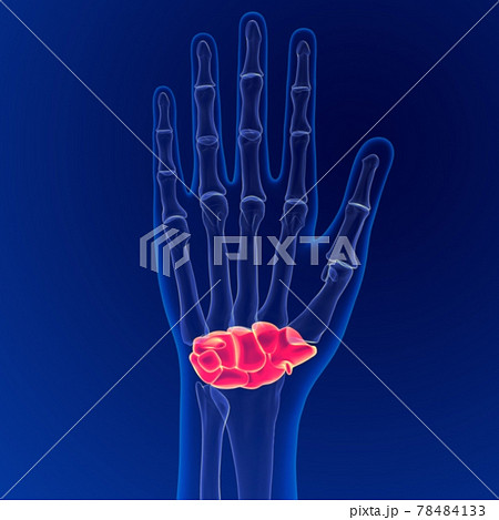 Human skeleton anatomy Carpals Bones 3D Rendering For Medical Concept 78484133