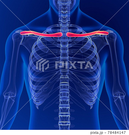 Human skeleton anatomy Clavicle Bones 3D Rendering For Medical Concept Human skeleton anatomy Clavicle Bones 3D Rendering For Medical Concept 78484147
