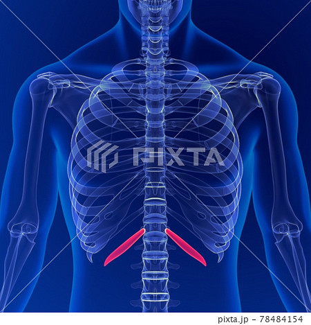 Human skeleton anatomy Rib Cage 12th Bone 3D Rendering For Medical Concept 78484154