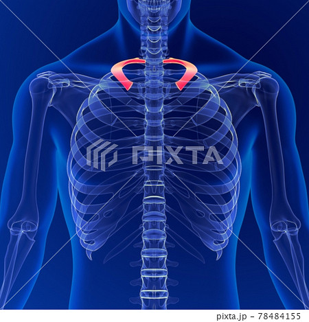 Human skeleton anatomy Rib Cage 1st Bone 3D Rendering For Medical Concept 78484155