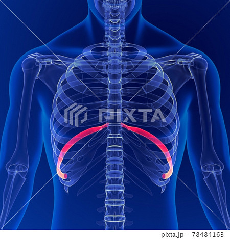 Human skeleton anatomy Rib Cage 9th Bone 3D...のイラスト素材 [78484163] - PIXTA