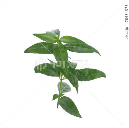 Andrographis paniculata isolated on white background Andrographis paniculata isolated on white background 78484373