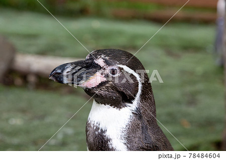 ケープペンギンの顔立ち【別名アフリカペンギン】 78484604