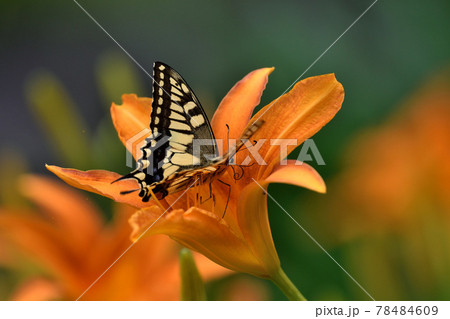 ヘメロカリスとキアゲハ 78484609